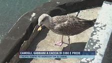 Camogli, gabbiani a caccia di cibo e prede