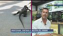Montichiari, continua il mistero del varano