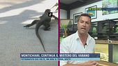 Montichiari, continua il mistero del varano