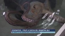 Cesenatico, i polpi a caccia del granchio blu