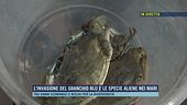Cesenatico, polpi in mare per contrastare il granchio blu