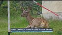 Turisti e animali, a Scanno un cervo "attacca" un uomo