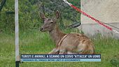 Turisti e animali, a Scanno un cervo "attacca" un uomo