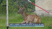 Turisti e animali, a Scanno un cervo "attacca" un uomo
