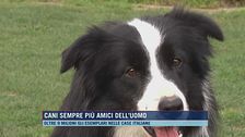Cani sempre più amici dell'uomo