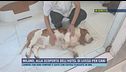 L'esperienza di un hotel a cinque stelle per cani a Milano