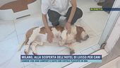 L'esperienza di un hotel a cinque stelle per cani a Milano