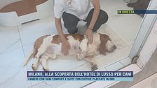 L'esperienza di un hotel a cinque stelle per cani a Milano