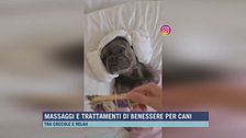 Massaggi e trattamenti di benessere per cani
