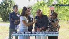 Animali in città, a Roma cinghiali protagonisti anche d'estate