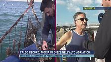 Caldo record, moria di cozze nell'alto Adriatico
