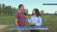 Caldo record, gli effetti sulla produzione del riso