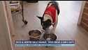 Dieta al rientro dalle vacanze, tocca anche a cani e gatti