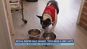Dieta al rientro dalle vacanze, tocca anche a cani e gatti