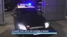 Allarme furti nelle coltivazioni di mango