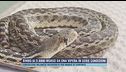 Bimbo di 5 anni morso da una vipera in serie condizioni