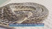 Bimbo di 5 anni morso da una vipera in serie condizioni