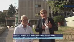 Napoli, bimbo di 5 anni morso da una vipera