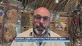 Serpenti, come comportarsi per evitare i morsi