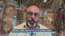 Serpenti, come comportarsi per evitare i morsi