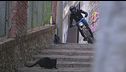 Red Bull Cerro Abajo: gatto nero taglia la strada, telecronista terrorizzato