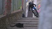 Red Bull Cerro Abajo: gatto nero taglia la strada, telecronista terrorizzato