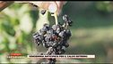 Vendemmia anticipata per il caldo estremo