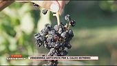 Vendemmia anticipata per il caldo estremo