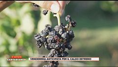 Vendemmia anticipata per il caldo estremo