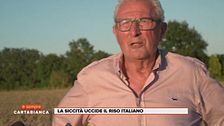 La siccità uccide il riso italiano