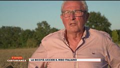 La siccità uccide il riso italiano