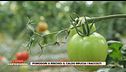 Pomodori a rischio: il caldo brucia i raccolti