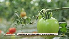 Pomodori a rischio: il caldo brucia i raccolti