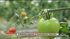Pomodori a rischio: il caldo brucia i raccolti
