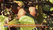 Dalla terra alla tavola: volano i prezzi di frutta e verdura