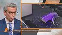 Garlasco: l'importa a pallini è compatibile con il piede di Sempio?