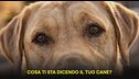 Impariamo divertendoci