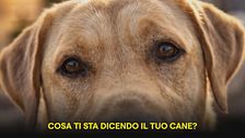 Impariamo divertendoci