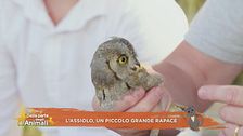 L'assiolo