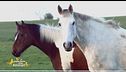Un cavallo per amico