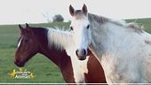 Un cavallo per amico