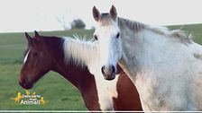 Un cavallo per amico