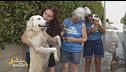 Una nuova vita per i cani salvati a Sciacca