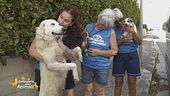 Una nuova vita per i cani salvati a Sciacca