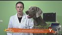 L'alimentazione dei cani attivi
