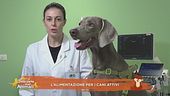 L'alimentazione dei cani attivi