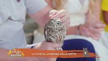 La civetta, la regina della notte