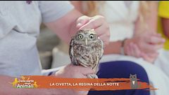 La civetta, la regina della notte