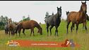 Un cavallo per amico