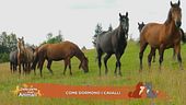 Un cavallo per amico